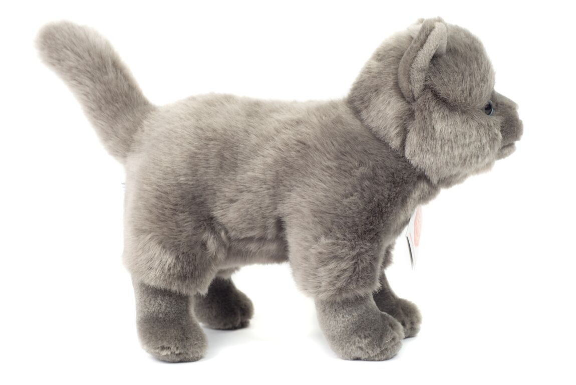 Peluche de gato Chartreux